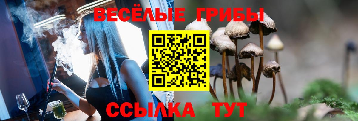 Галлюциногенные грибы MAGIC MUSHROOMS  Вход с VPN  Кизилюрт  Галлюциногенные грибы GOLDEN TEACHER 